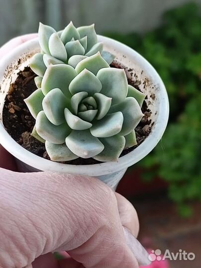 Суккуленты