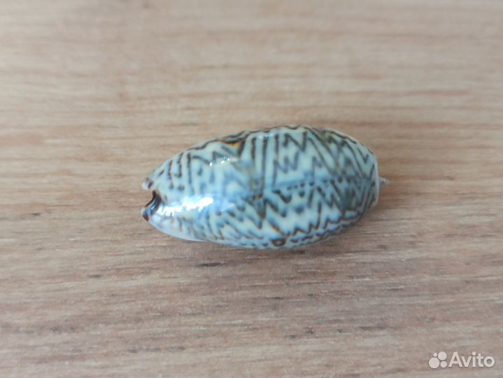 Морская раковина