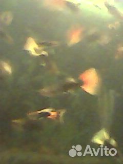 Аквариумные рыбки гуппи чернохвостики