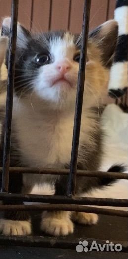 Котенок девочка в добрые руки