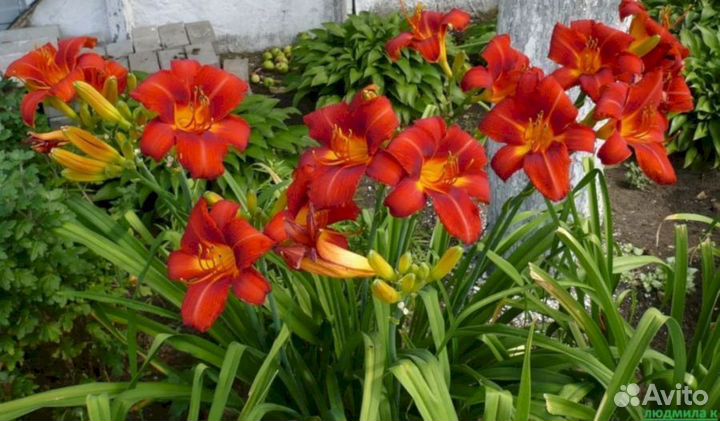 Лилейники Чикаго Апачи