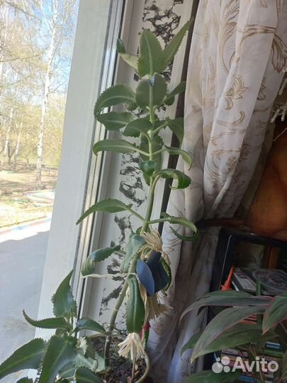 Каланхоэ дегремона