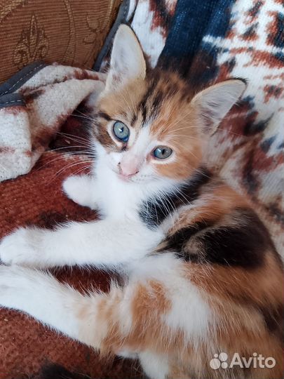 Кошечка в добрые руки
