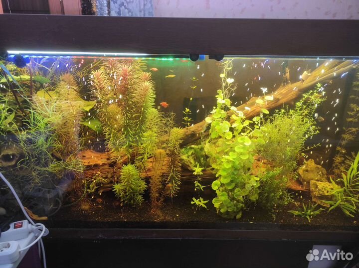 Аквариум 650 литров Atoll Biodesign 650