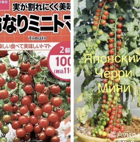 Рассада Японский черри мини, томаты на окошко