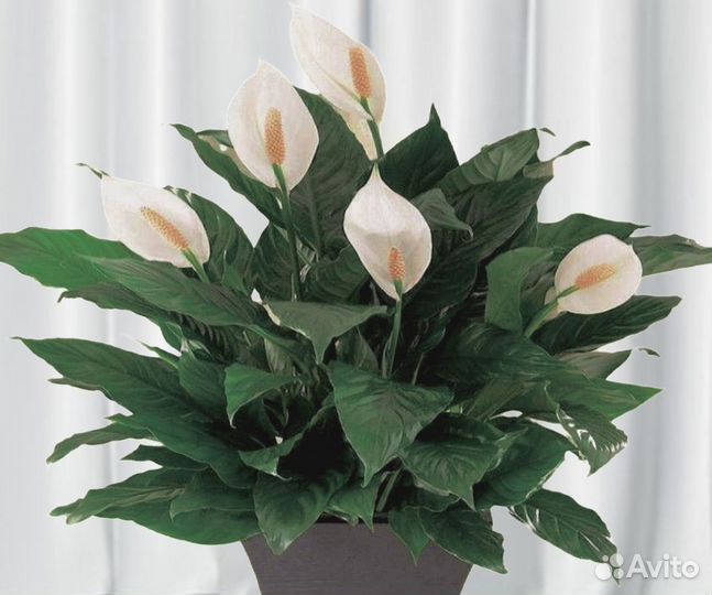 Спатифиллум