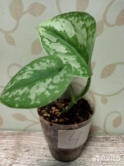 Сциндапсус экзотика (Scindapsus Exotica)