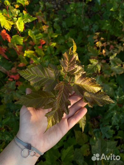 Саженцы лиственных деревьев