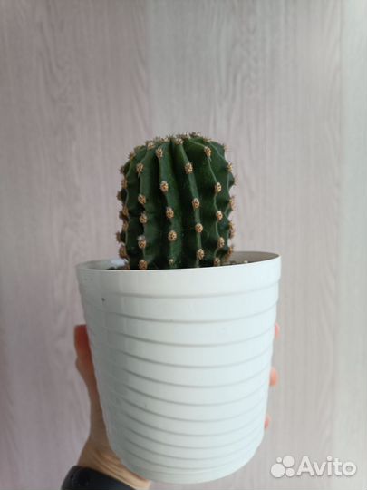 Кактус цветущий