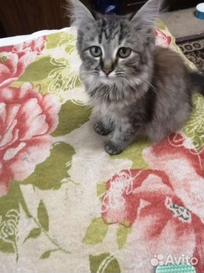 Кошка в дар бесплатно