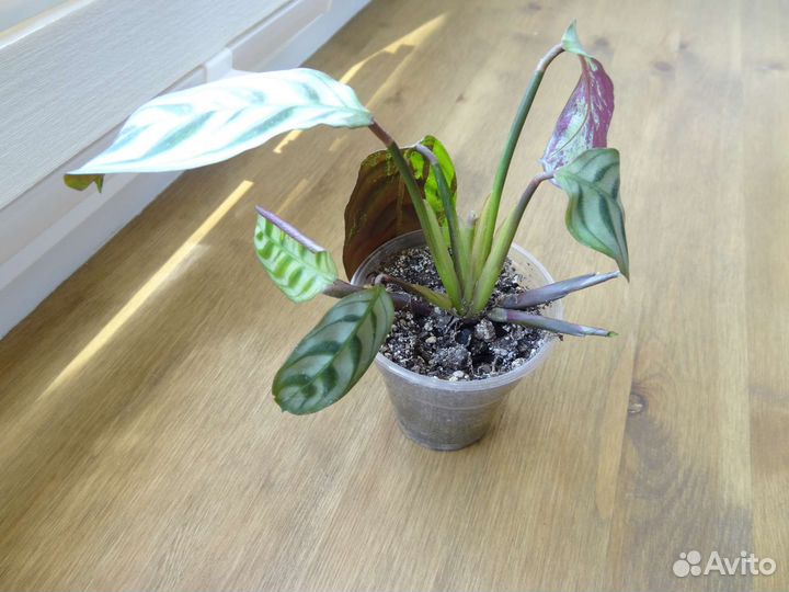 Ктенанта бурле-макс