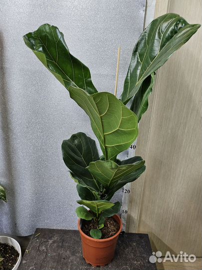 Фикус Лирата Колумнарис 17/80+