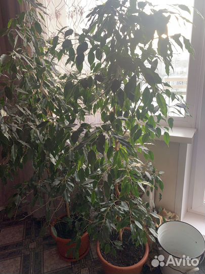 Продам растения