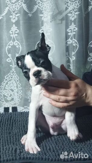 Бостон терьер