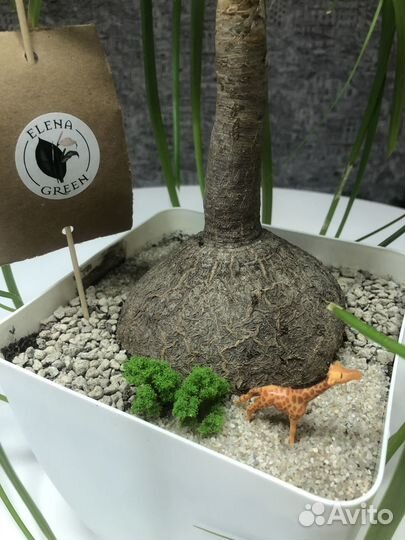 Комнатные растения