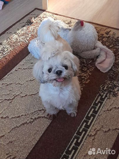 Передержка собак (в квартире)