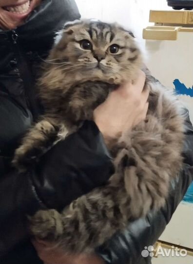 Шотландский кот хайленд фолд для Вязки