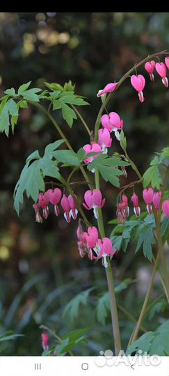 Рудбекия золотой шар. Шток-роза. Разбитое сердце