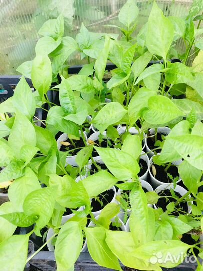 Рассада помидоры, огурцы, перцы, кабачки, тыквы