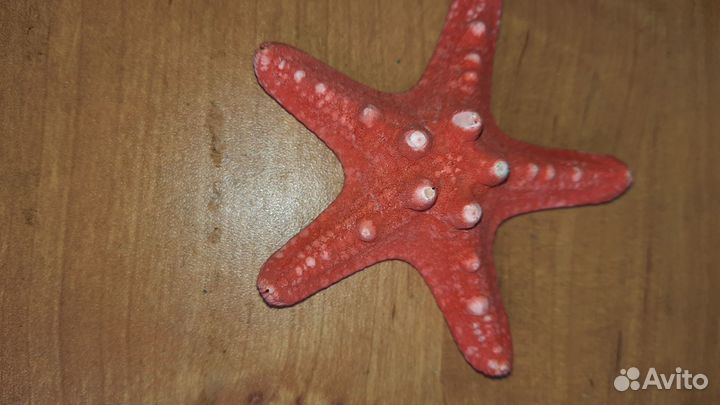 Ракушка раковина морская звезда