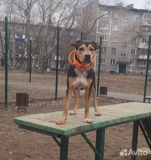 Собака в добрые руки