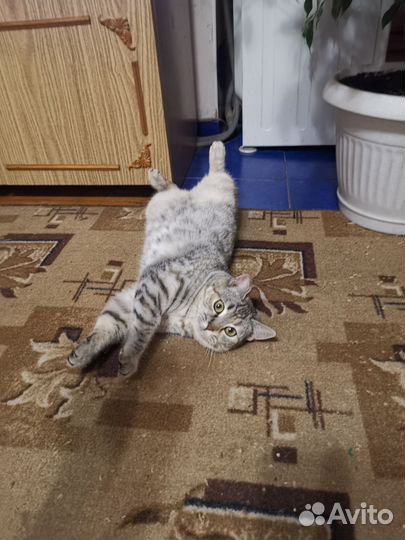 Кошка британка