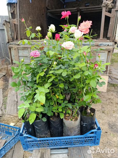 Саженцы роз