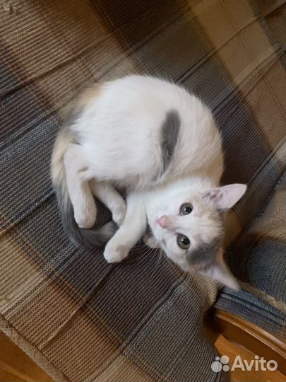 Котята с доставкой