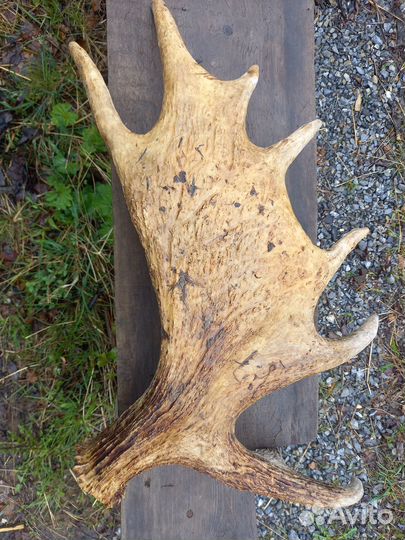Лосиные рога