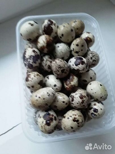 Яйцо перепелиное инкубационное