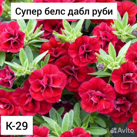 Калибрахоа черенки