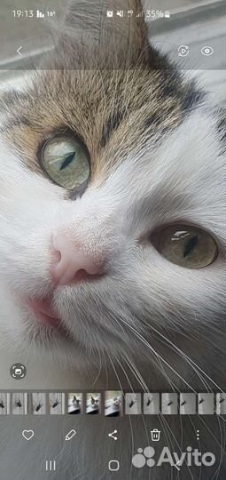 Кошки в добрые руки