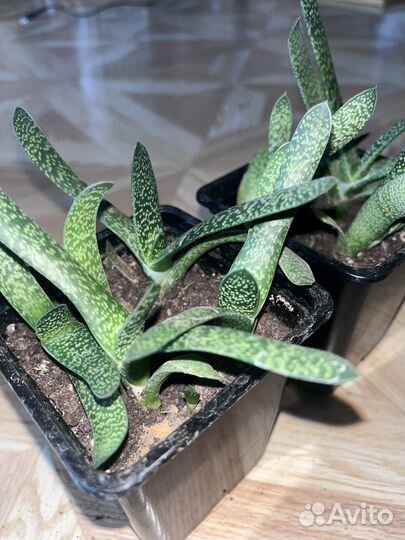 Суккуленты Гастерия