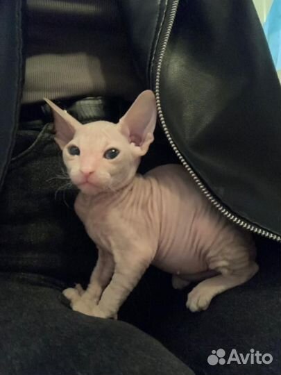 Кошки донской сфинкс