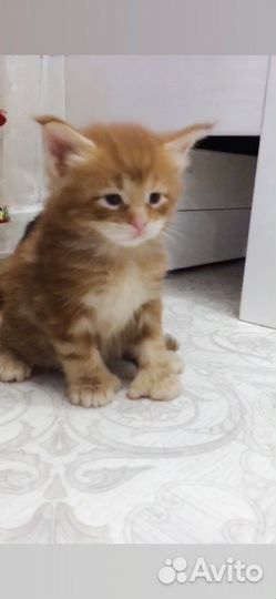 Котята Мейн-кун полидакт