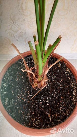 Финиковая пальма