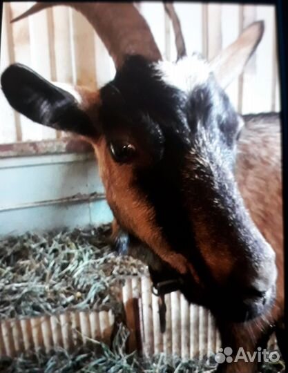 Коза дойная