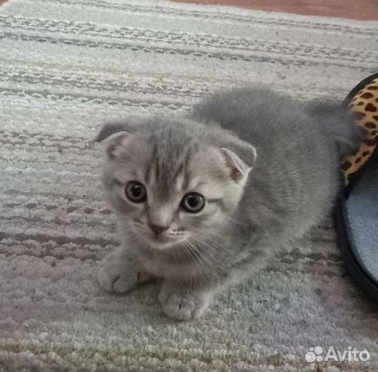 Шотландский вислоухий кот