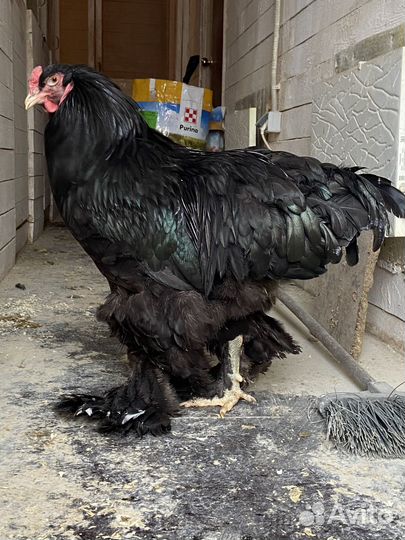 Петухи брама