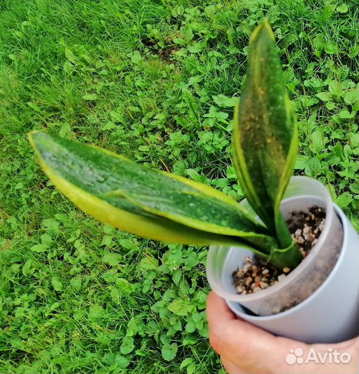 Сансевиерия сортовая
