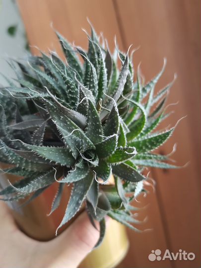 Суккуленты