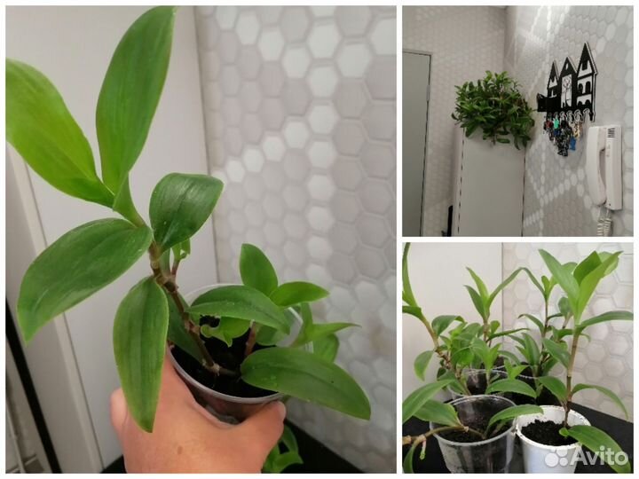 Неприхотливое комнатные, офисные растения. цветы