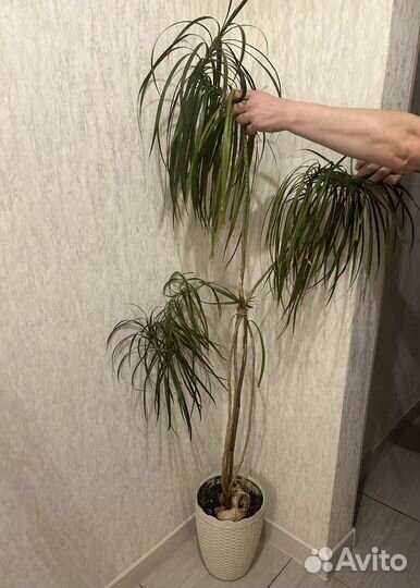 Пальма драцена