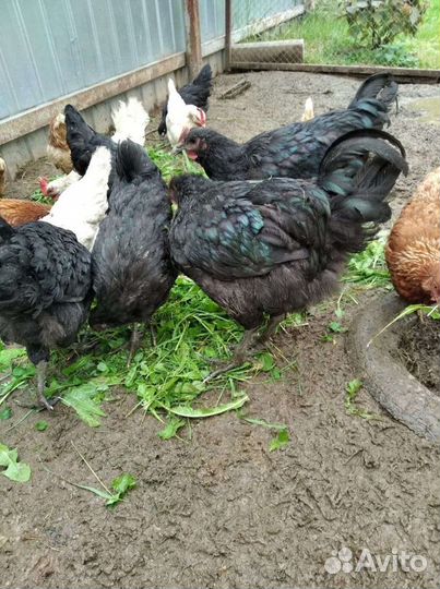 Продам семью породистых кур кша