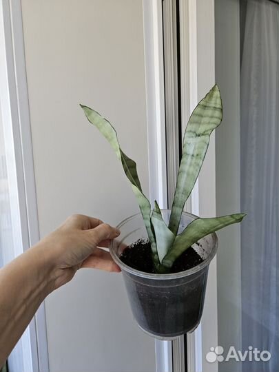 Сансевиерия Муншайн, хани крео