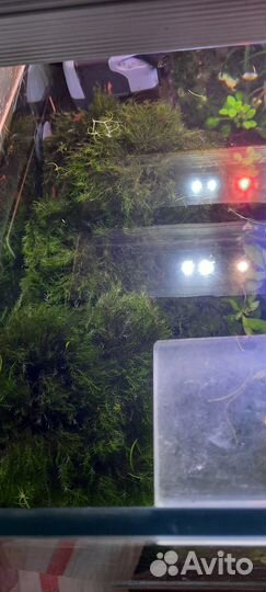 Буцефаландрыи мох феникс