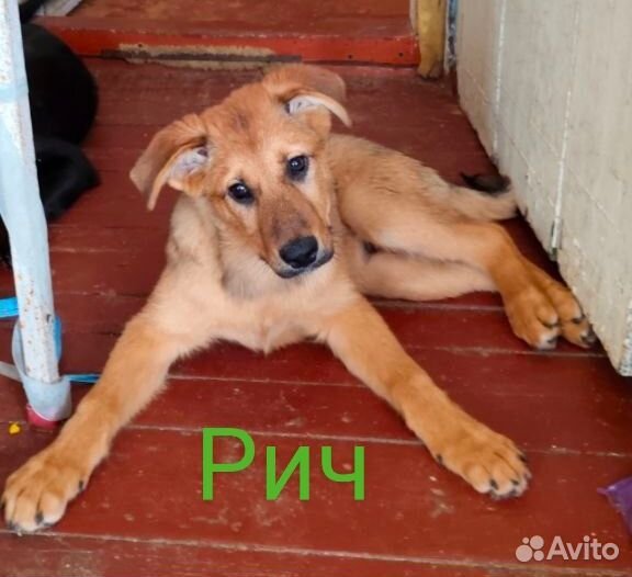 В добрые руки