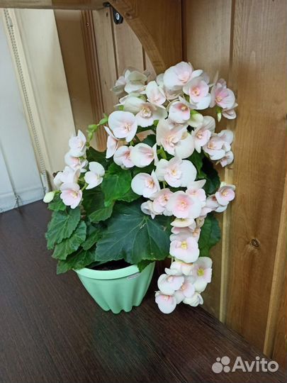 Элатиор (бегония)