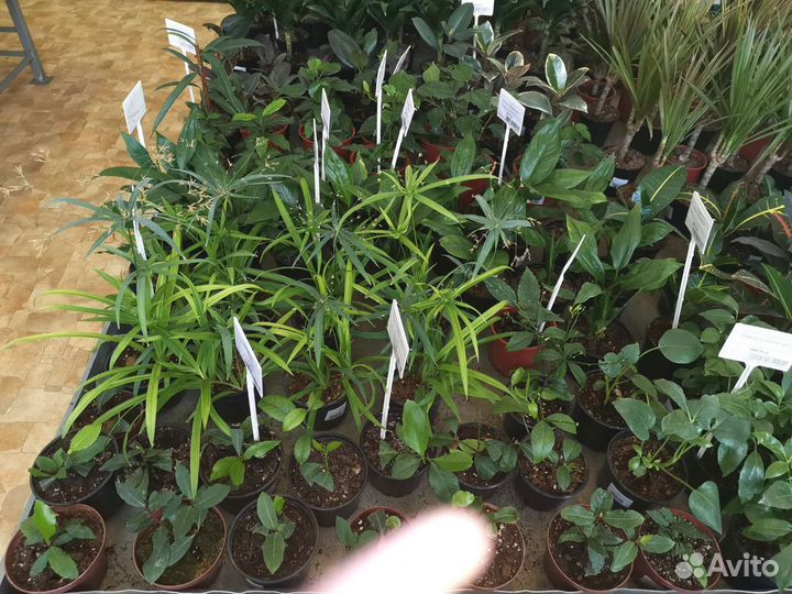 Комнатные цветы