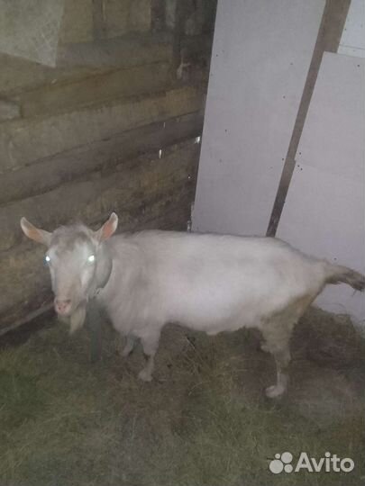 Козел покроет козочку